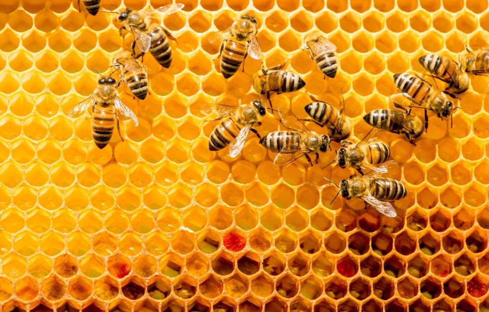 Honey bees are exceedingly focused, collaborative and productive because the tasks they fulfill are part of a greater and known purpose.